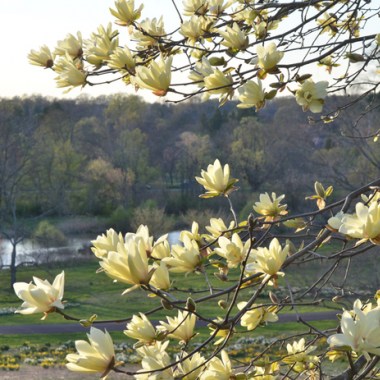 magnolia goldstar_12230-pwm_5213_sz700